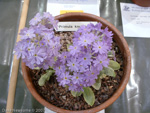 <i>Primula knuthiana </i>