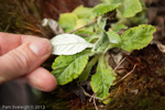 <i>Primula knuthiana </i>