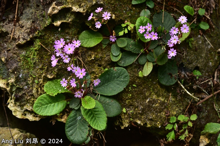 <i>Primula kwangtungensis </i>