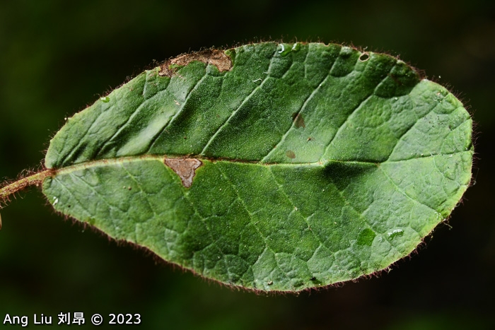 <i>Primula kwangtungensis </i>