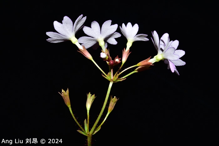 <i>Primula kwangtungensis </i>