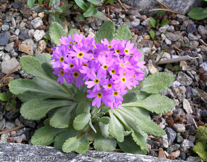 Primula laurentiana