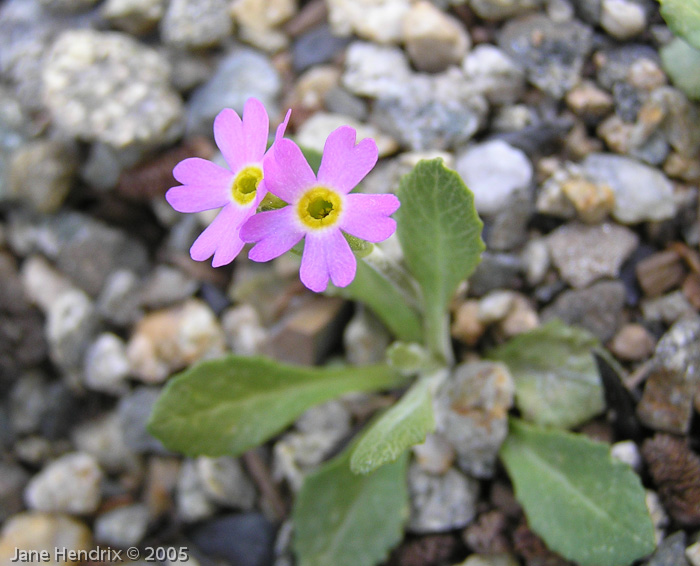 Primula laurentiana