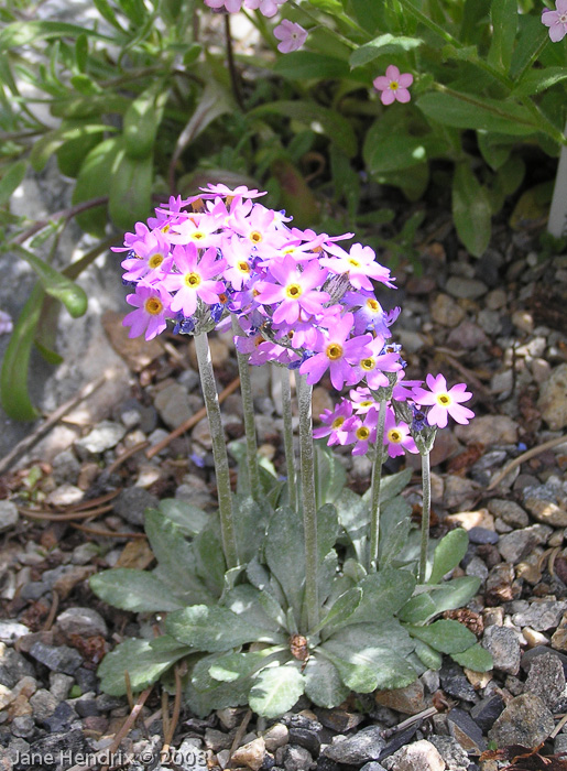 Primula laurentiana