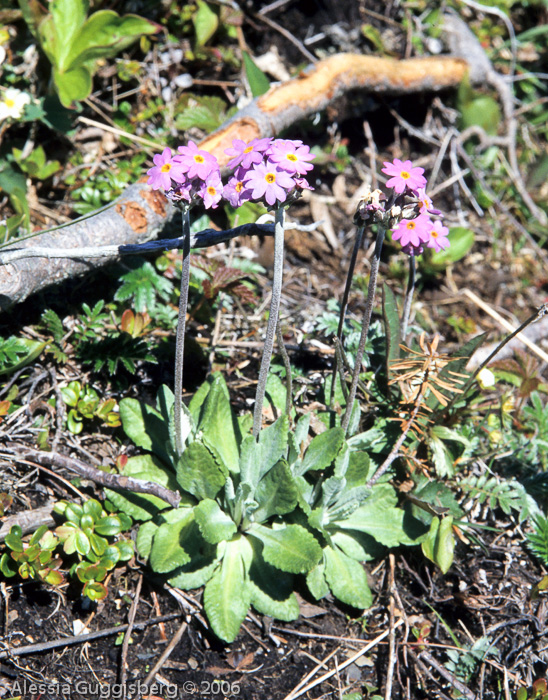 Primula laurentiana