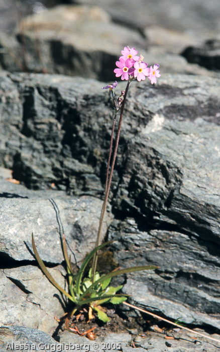 Primula laurentiana