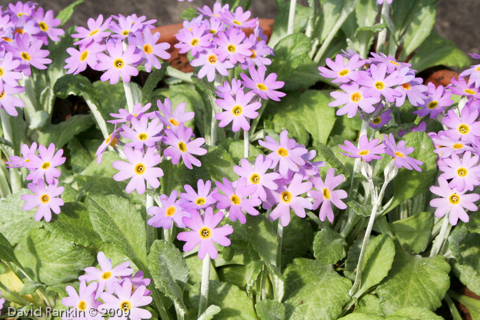 Primula laurentiana