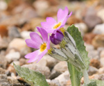 Primula laurentiana