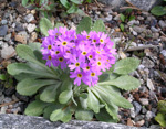 Primula laurentiana