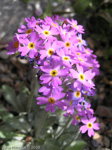 Primula laurentiana