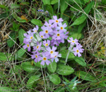 Primula laurentiana