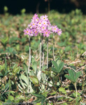 Primula laurentiana