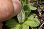 <i>Primula laxiuscula </i>