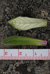 <i>Primula laxiuscula </i>