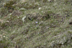 <i>Primula laxiuscula </i>