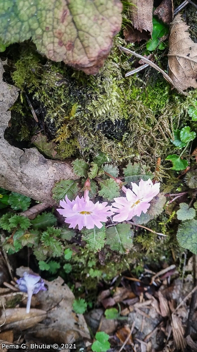 <i>Primula lepcha </i>