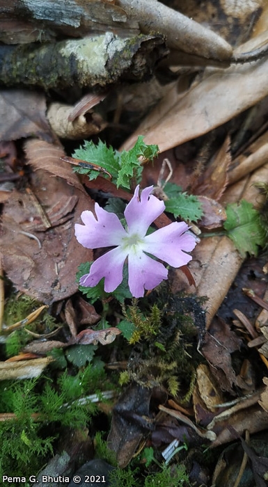 <i>Primula lepcha </i>