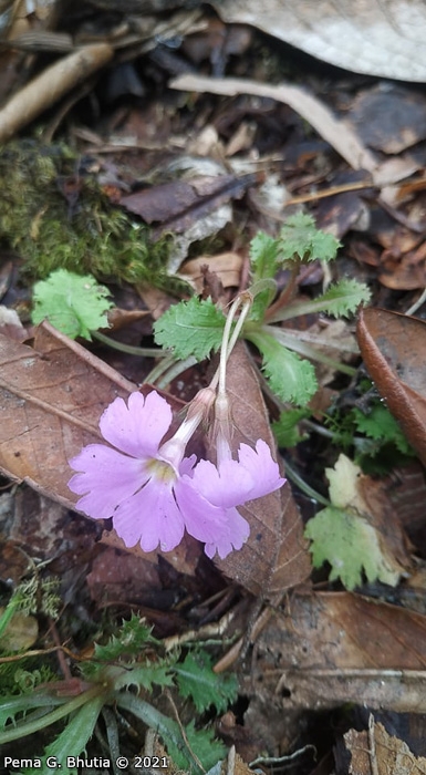 <i>Primula lepcha </i>