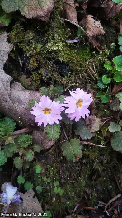 <i>Primula lepcha </i>