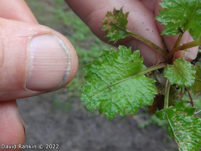 <i>Primula lepcha </i>
