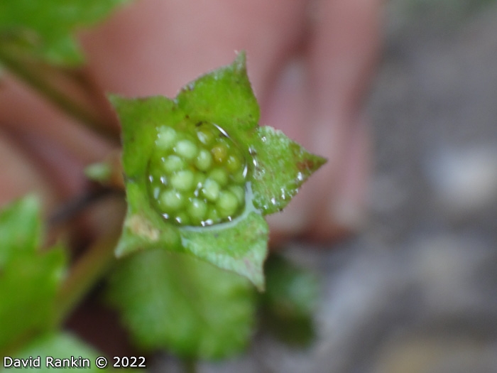 <i>Primula lepcha </i>