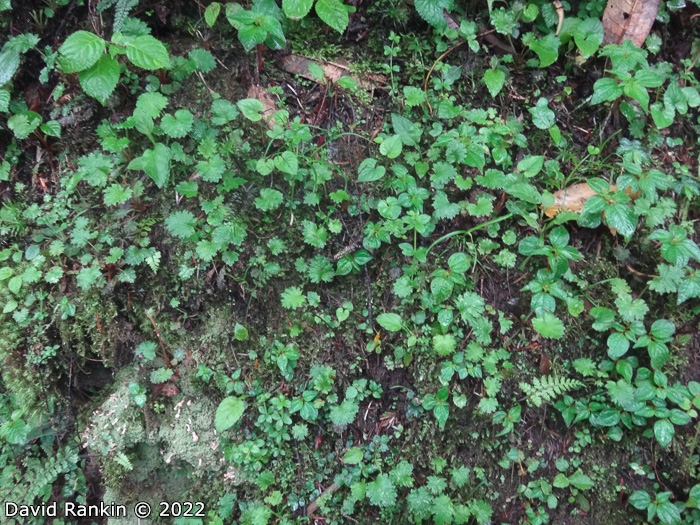 <i>Primula lepcha </i>