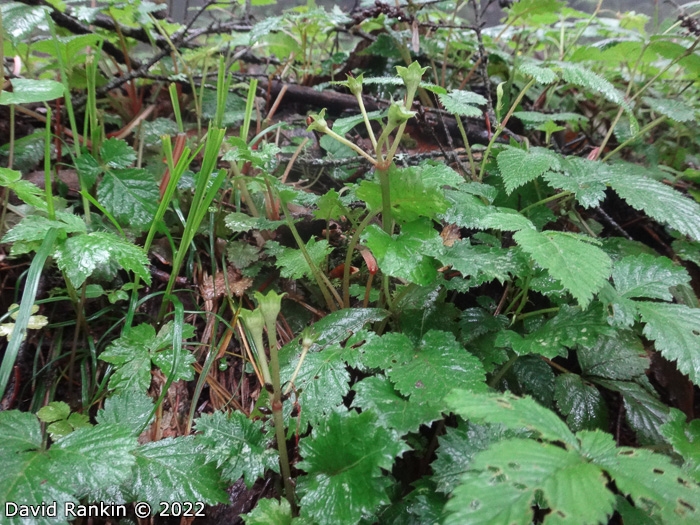 <i>Primula lepcha </i>