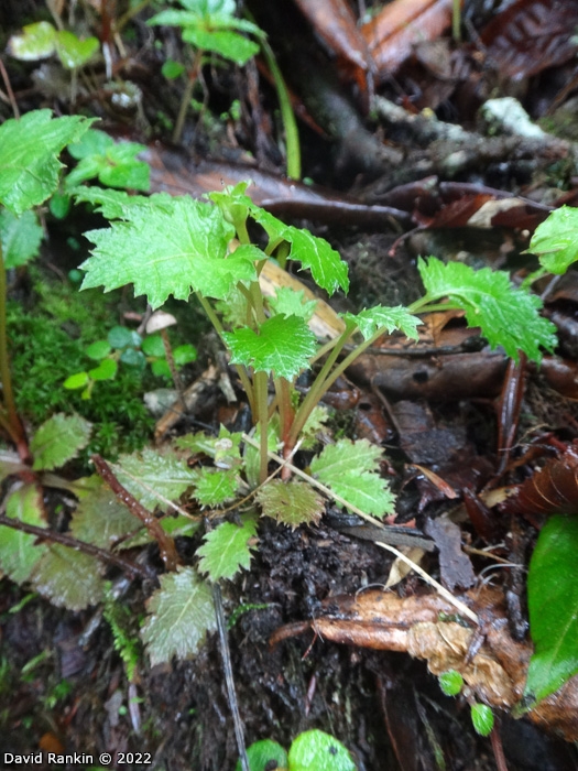 <i>Primula lepcha </i>