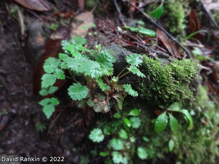 <i>Primula lepcha </i>