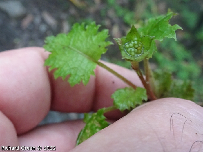 <i>Primula lepcha </i>