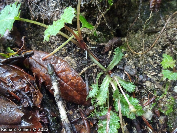 <i>Primula lepcha </i>