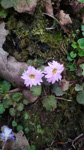 <i>Primula lepcha </i>