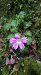 <i>Primula lepcha </i>