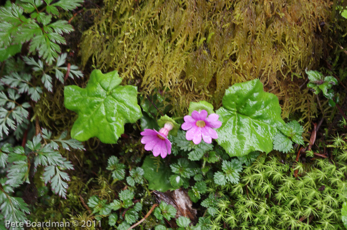 <i>Primula listeri </i>