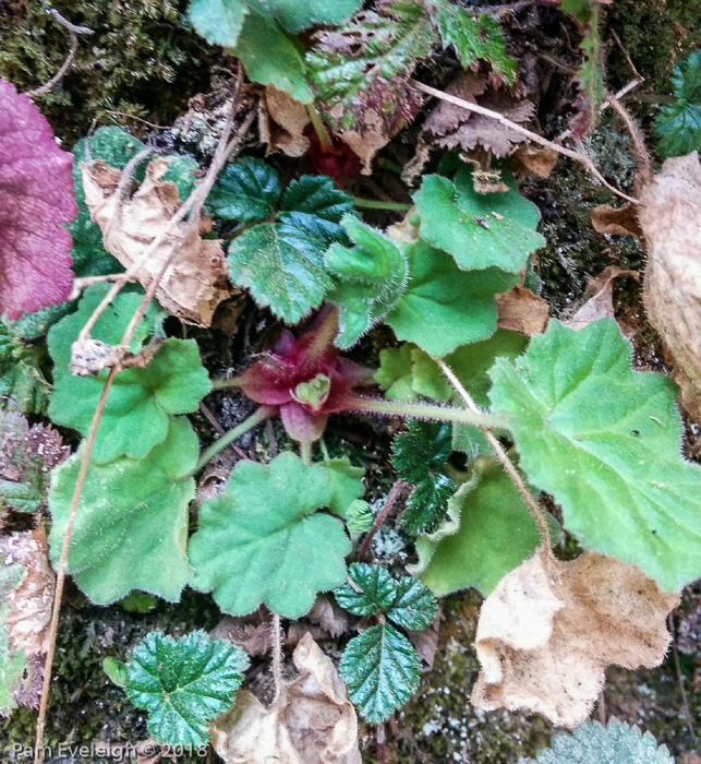 <i>Primula listeri </i>