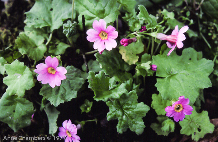 <i>Primula listeri </i>