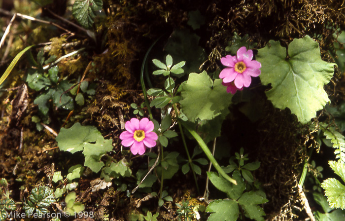 <i>Primula listeri </i>