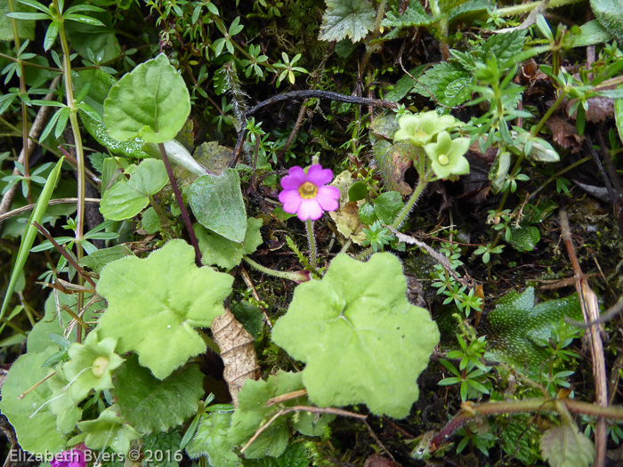 <i>Primula listeri </i>