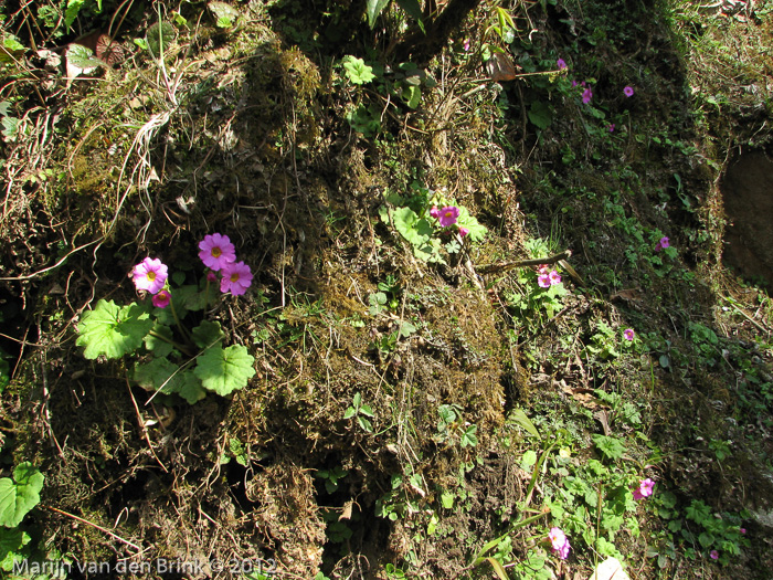 <i>Primula listeri </i>