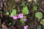 <i>Primula listeri </i>