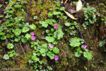 <i>Primula listeri </i>