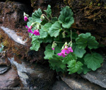 <i>Primula listeri </i>