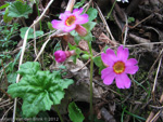 <i>Primula listeri </i>