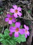 <i>Primula listeri </i>