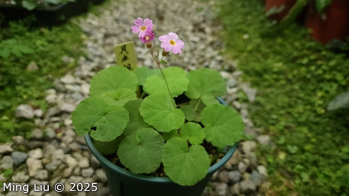 <i>Primula lithophila </i>