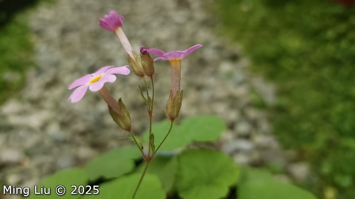 <i>Primula lithophila </i>