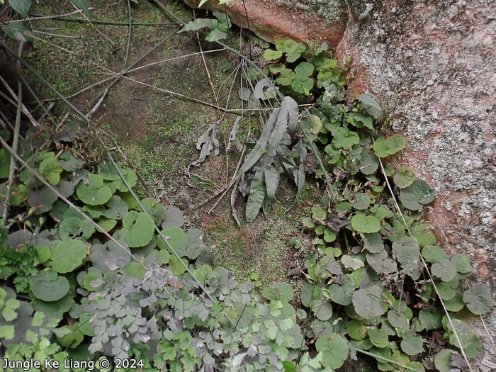 <i>Primula lithophila </i>