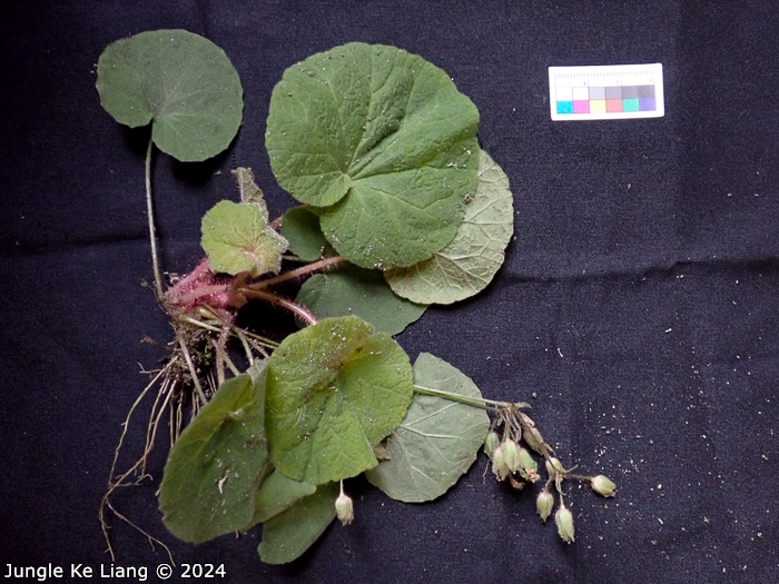 <i>Primula lithophila </i>
