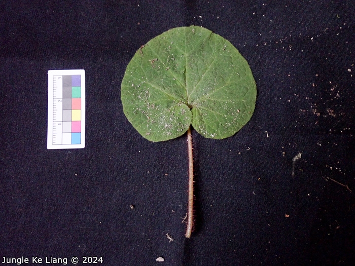<i>Primula lithophila </i>