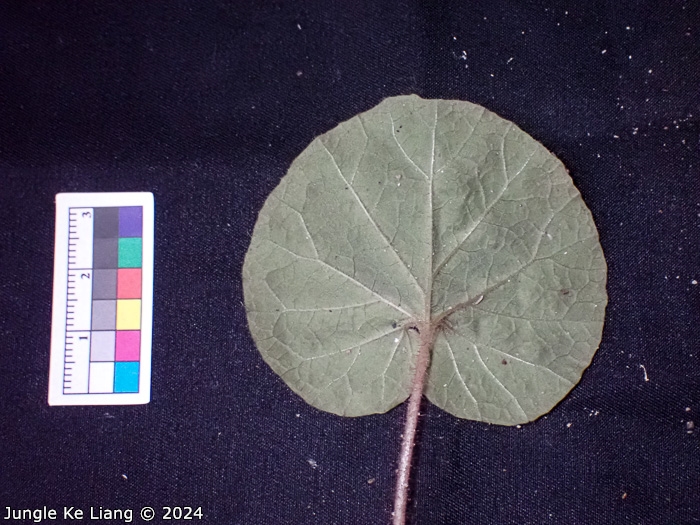 <i>Primula lithophila </i>